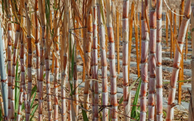 Differences and Similarities Between Beet and Cane Sugar